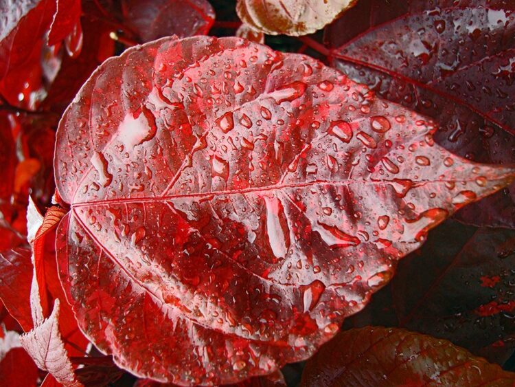 Rött blad med vattendroppar som fotokonst fotograferad av foto & design Per Stålfors